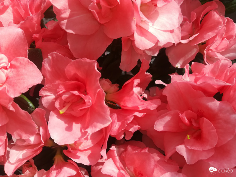 Rózsaszín virágok