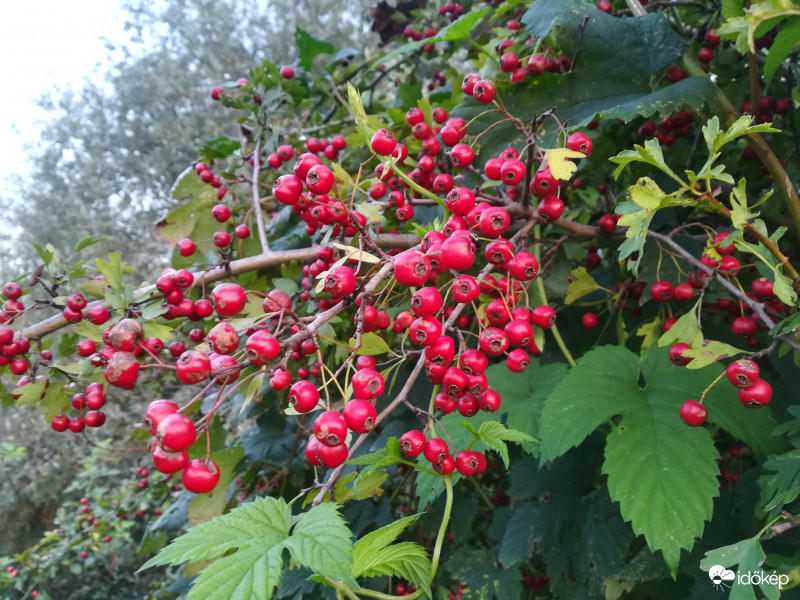 "izzik a galagonya..."