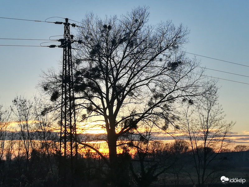 Öreg fa és a villanyoszlop :)