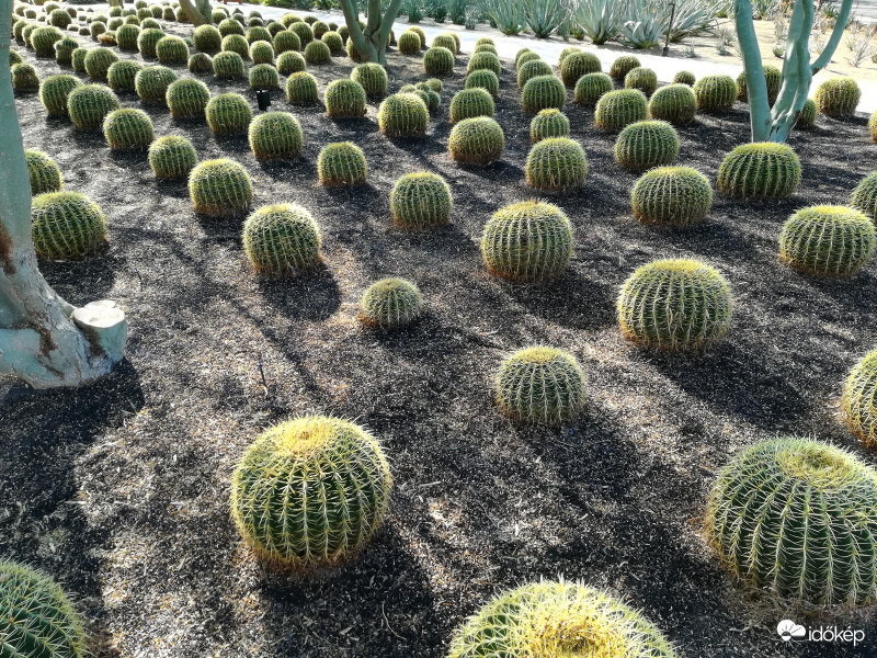 Kaktuszok