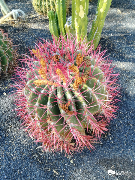 Rózsaszín tüskék