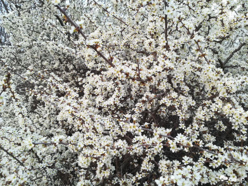 Több millió szirom