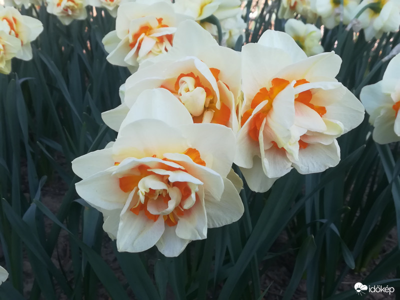Nárciszok
