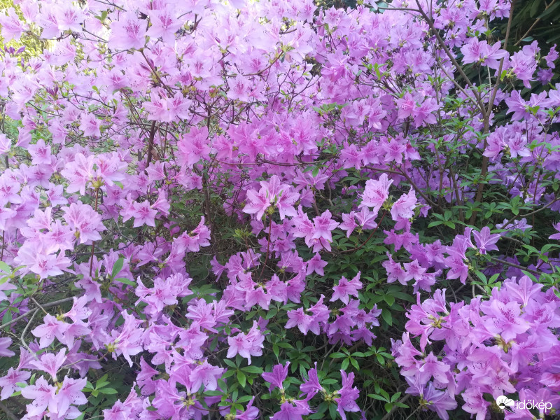 Rózsaszínes-lilás