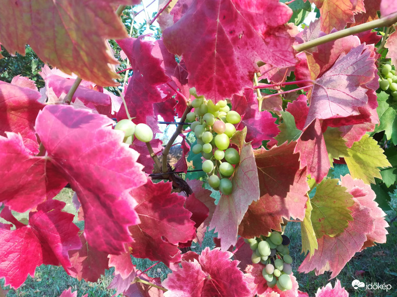 "Érik a szőlő..."