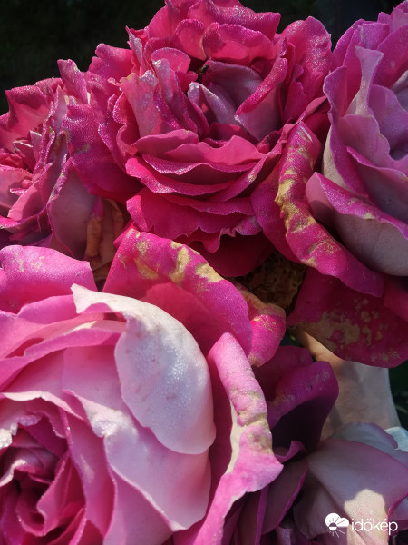 Csillogó köntös reggeli harmatból