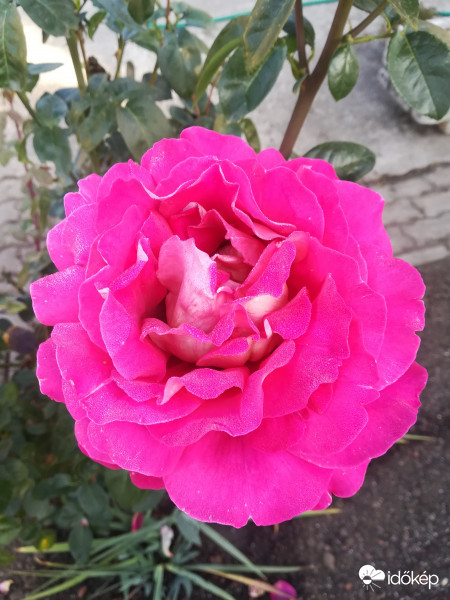 Ősszel is "nagyfejű"