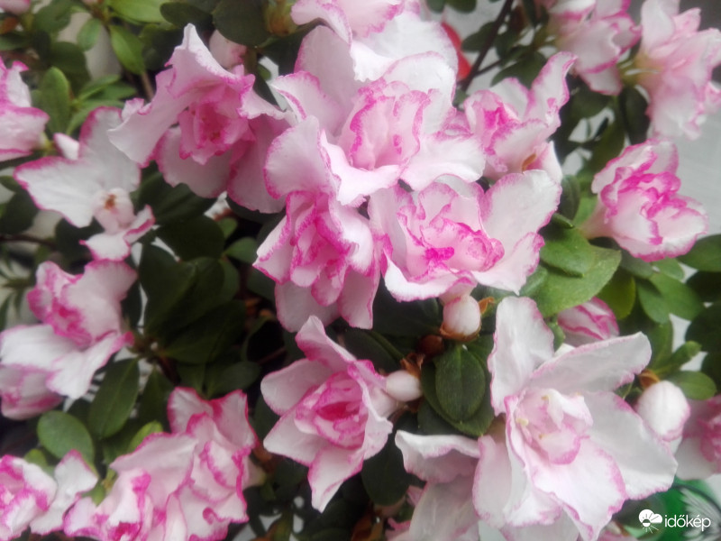 Karácsonyi kaktusz helyett