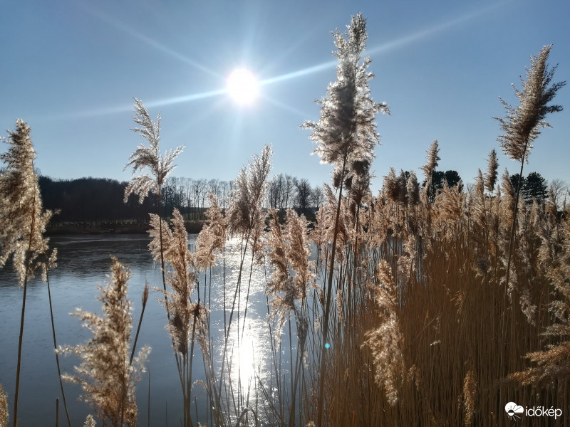 Téli nádas napsütésben