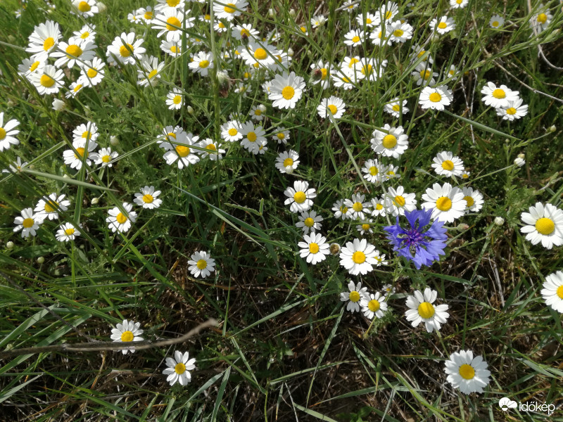 Itt valaki eltévedt! :)