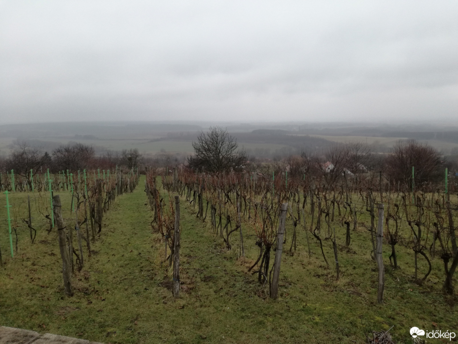 Vajon miről álmodik a szőlő?