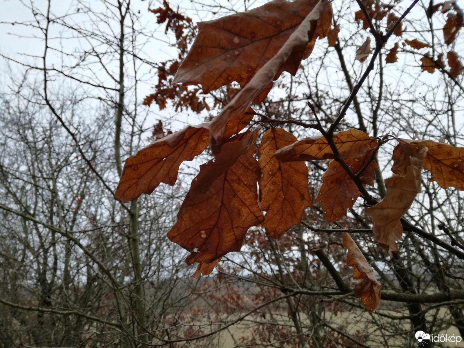 "Úgy tűnt, mintha fájna válniok a kopaszon maradó ágaktól."