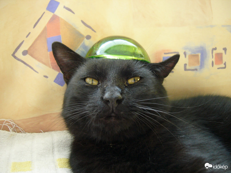 Pongi a deszantos :)