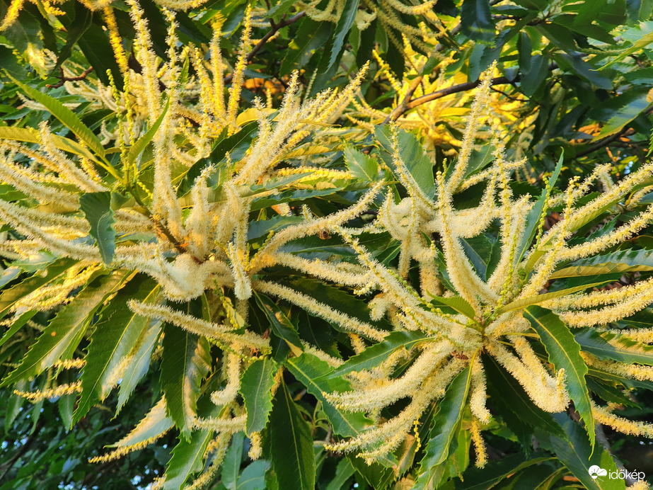 Gesztenyevirág ❤️