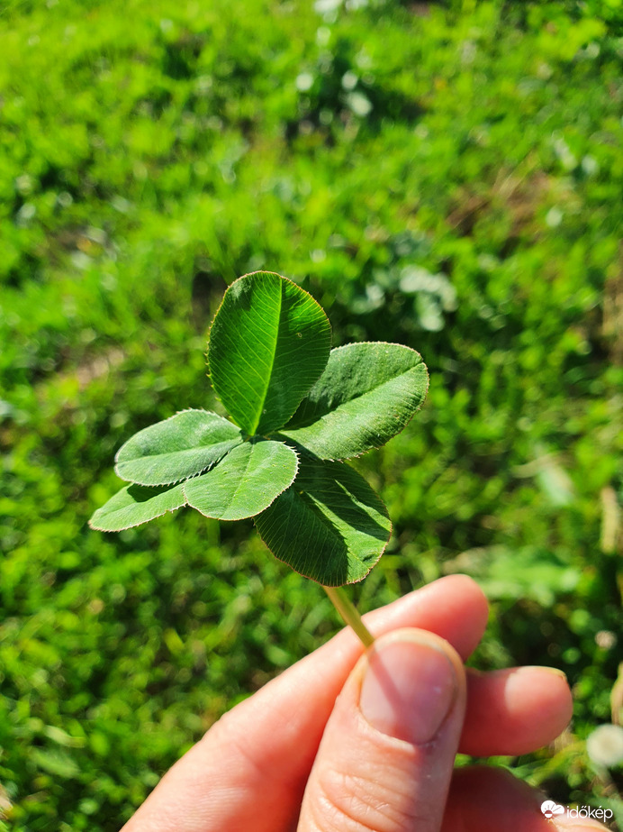 Hatlevelű lóher ❤️