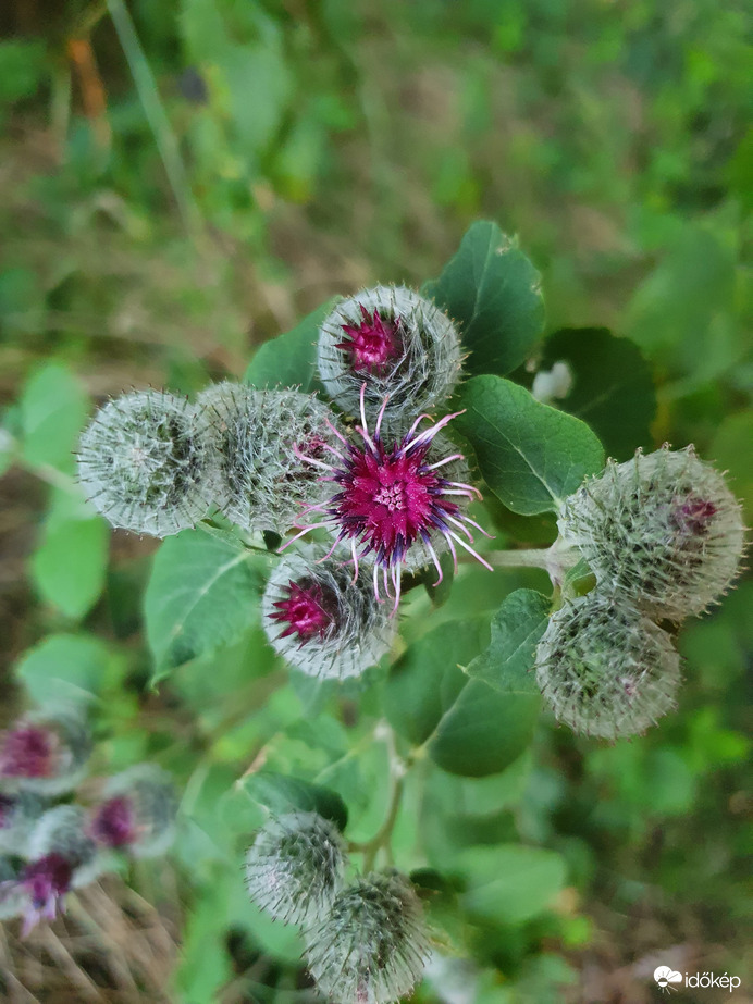 Szép❤️...amíg nem a kutyáim bundájába ragad
