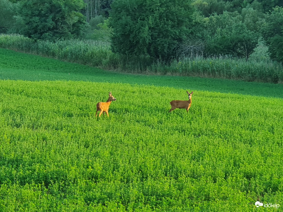 ❤️ ...szerelem van a levegőben 