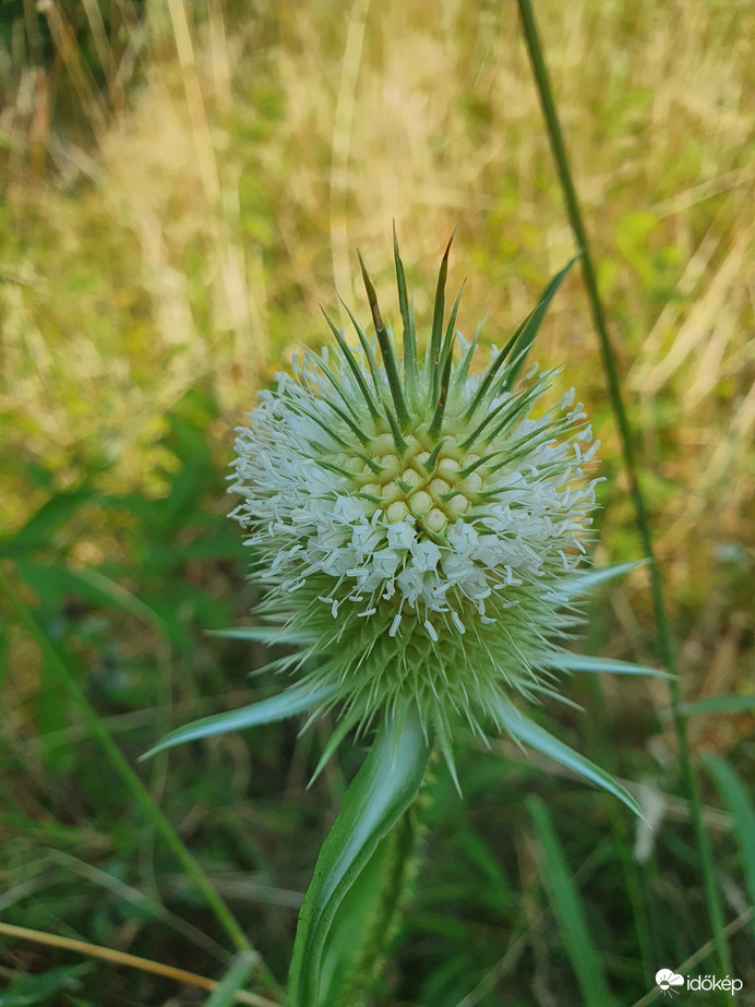 Virágzó szamárkóró
