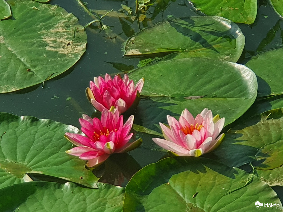 Napfürdőzés hármasban