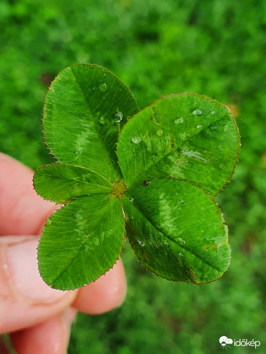 Ötlevelű lóher❤️