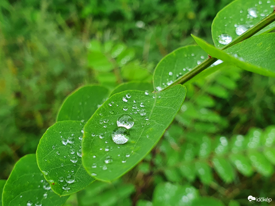 Cseppet sem sietünk, a levélen megpihenünk