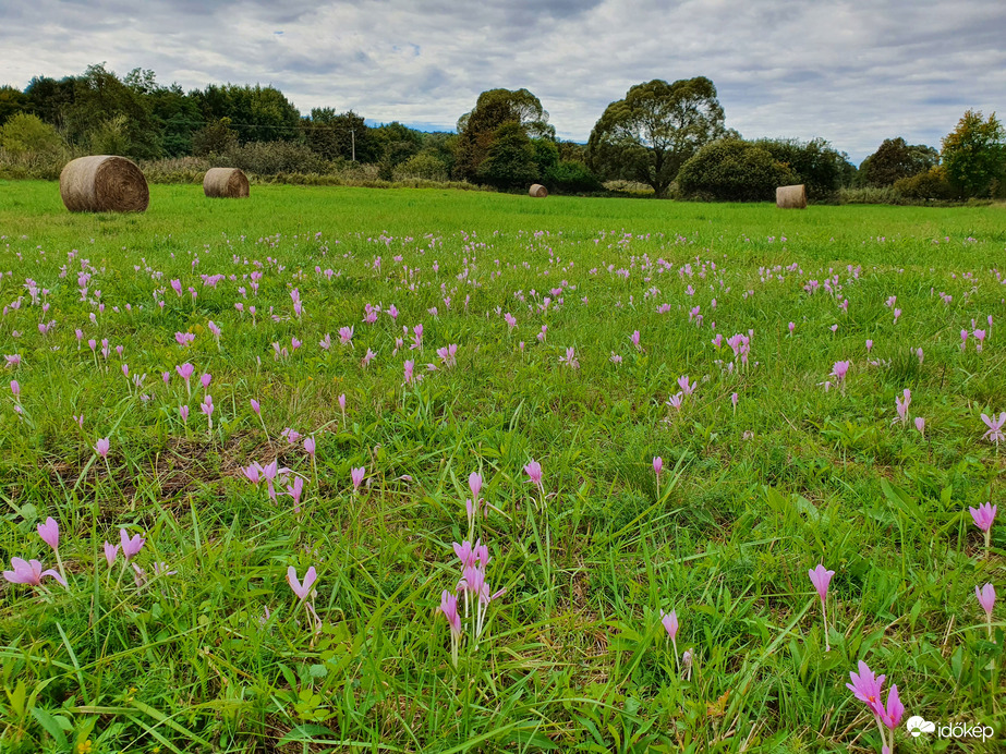 Őszi kikericsekkel tarkított rét Szilvágy mellett