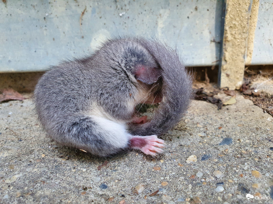Reggel ledermedve...