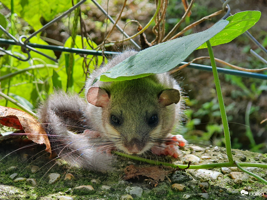 Délben árnyékba húzódva...