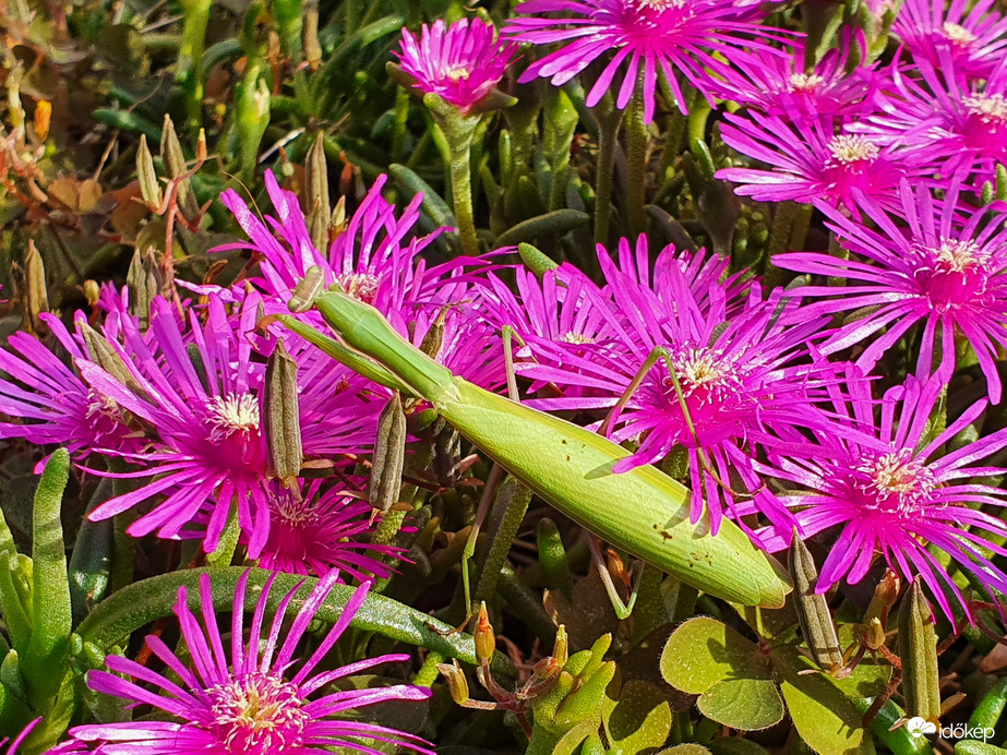 Pénteki napfürdőzés a virágszőnyegen