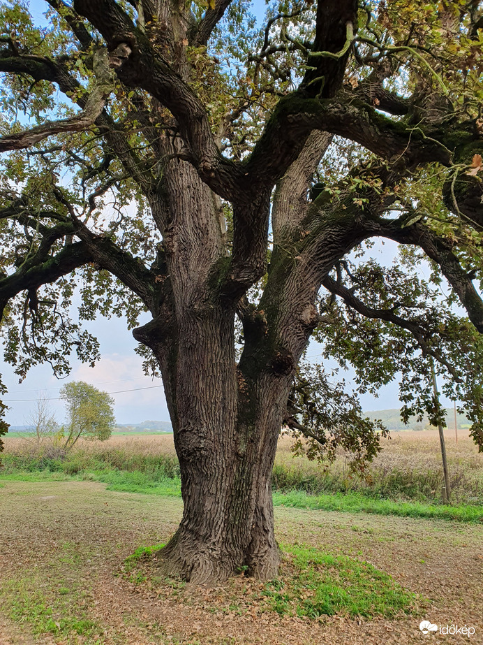 Mikekarácsonyfa öreg tölgy