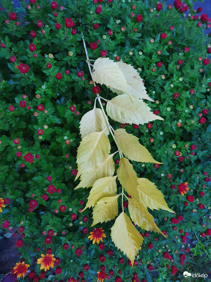 Őszi alkotás...a'la természet 