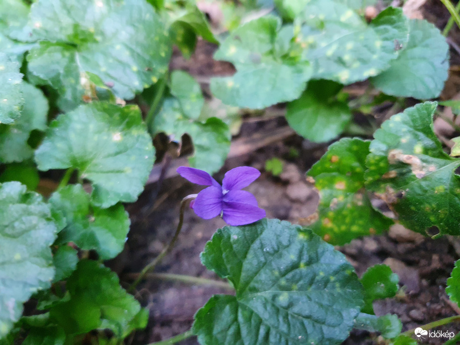 Október ide vagy oda, nyílik az ibolya