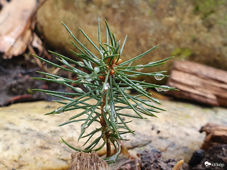 Boldog karácsonyt❤️