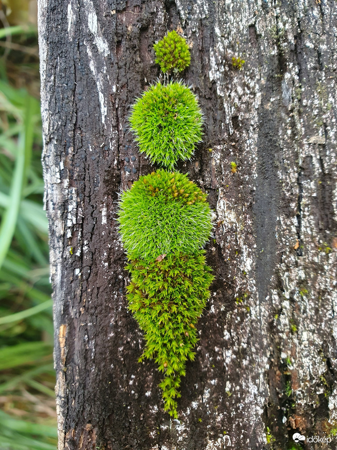 Mohák karácsonyi hangulatban❤️