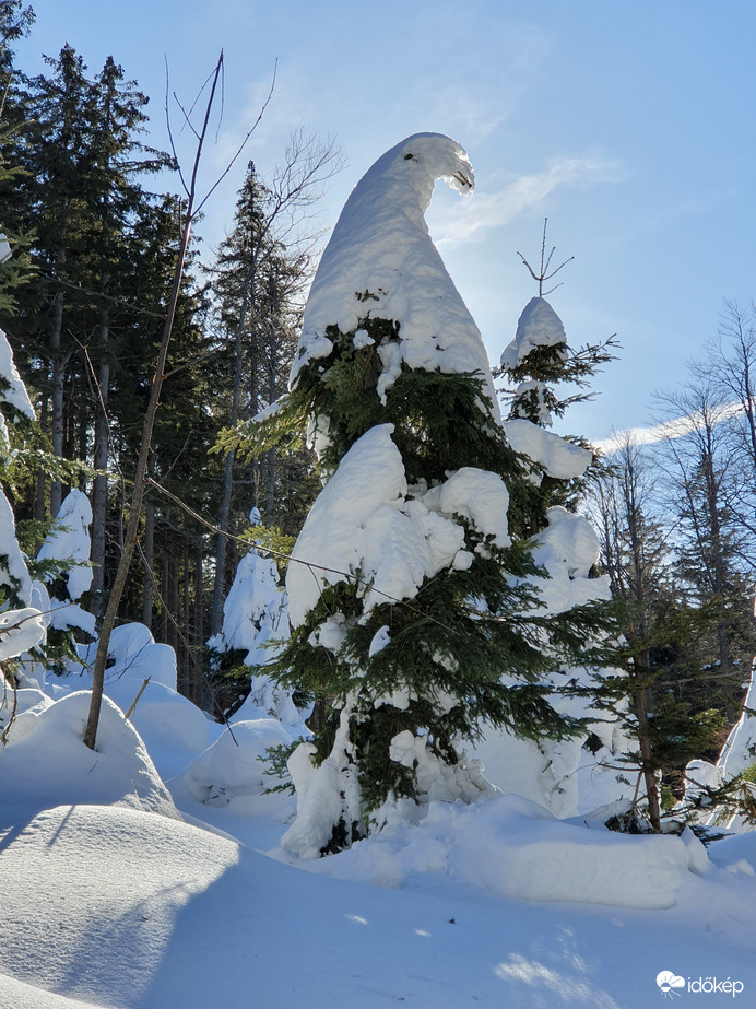 Sisakos fenyő...vagy rejtőzködő kobold? ;)