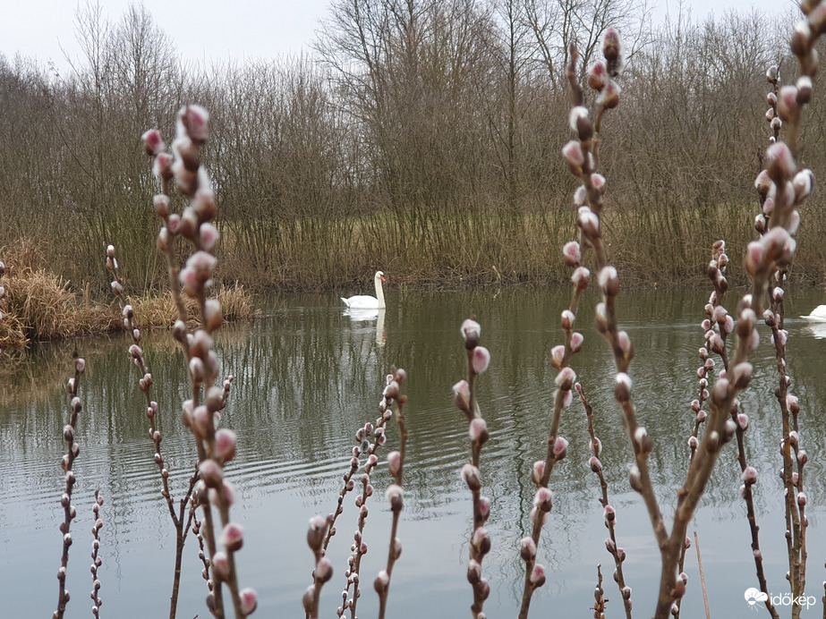 Belsősárdi tó tavaszias hangulatban