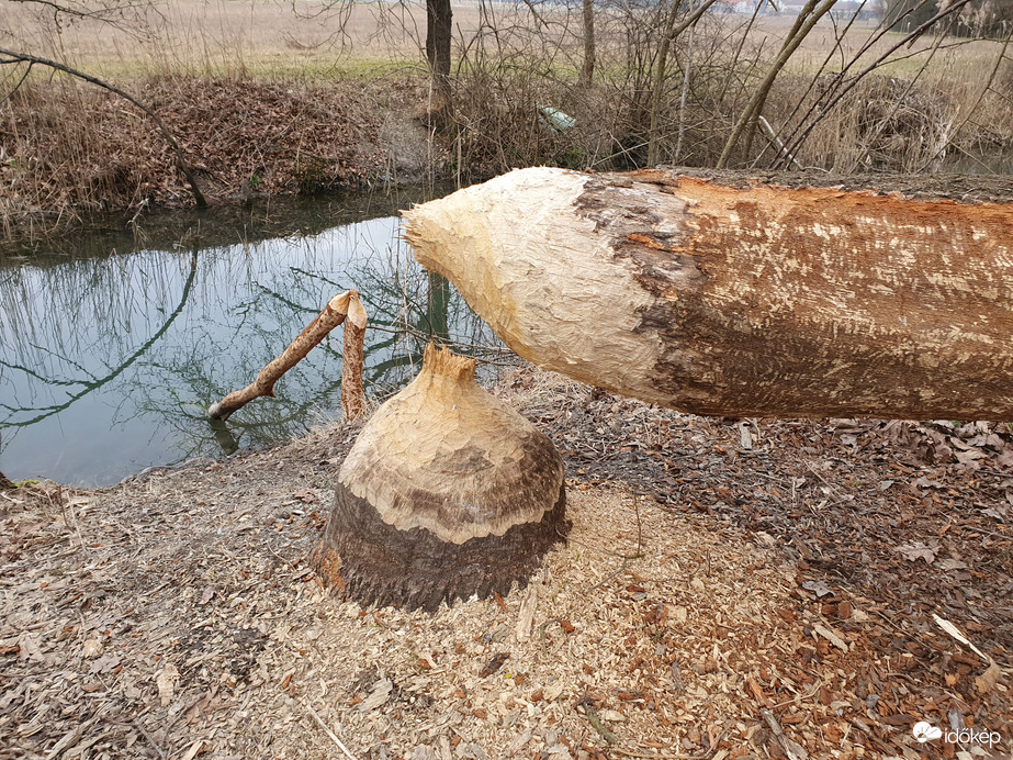 Kicsi a hód, de erős