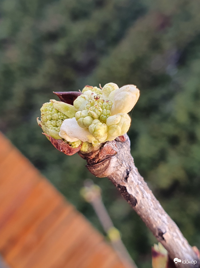 Türelmetlen természet...avagy az orgonabokor érzi a tavaszt
