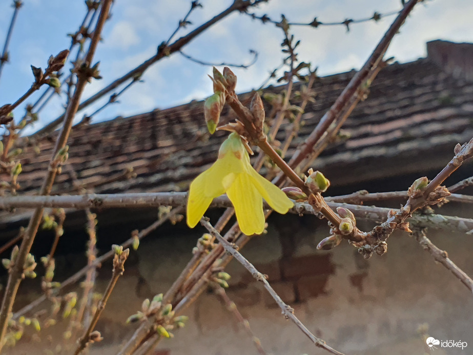 Türelmetlen természet 2 ...avagy az aranyeső is érzi a tavaszt