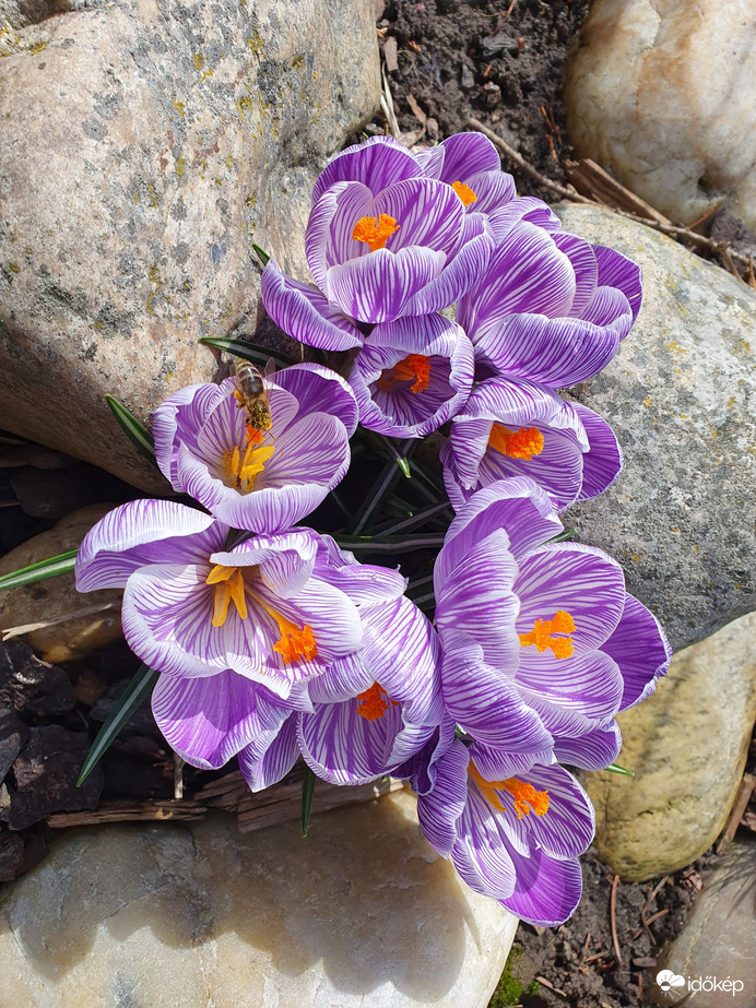 Kertem nőnapi ajándéka ❤️