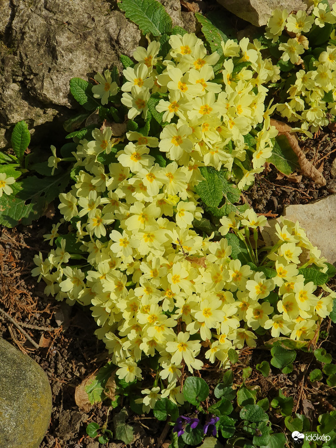 Teljes pompában a zsibavirágok❤️
