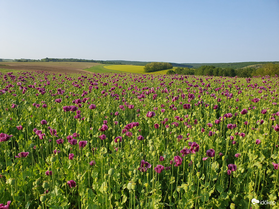 Zalatárnok mellett elnyílóban