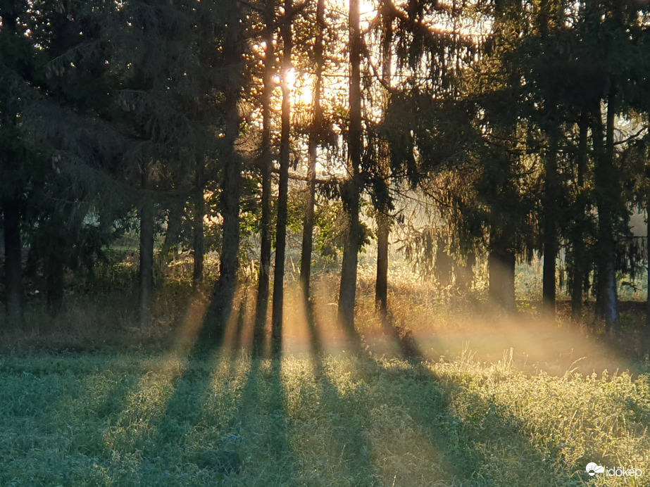 Szerda reggel a kert végében