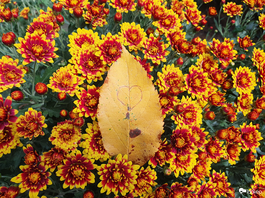 Szívesen látott vendég: Ősz❤️