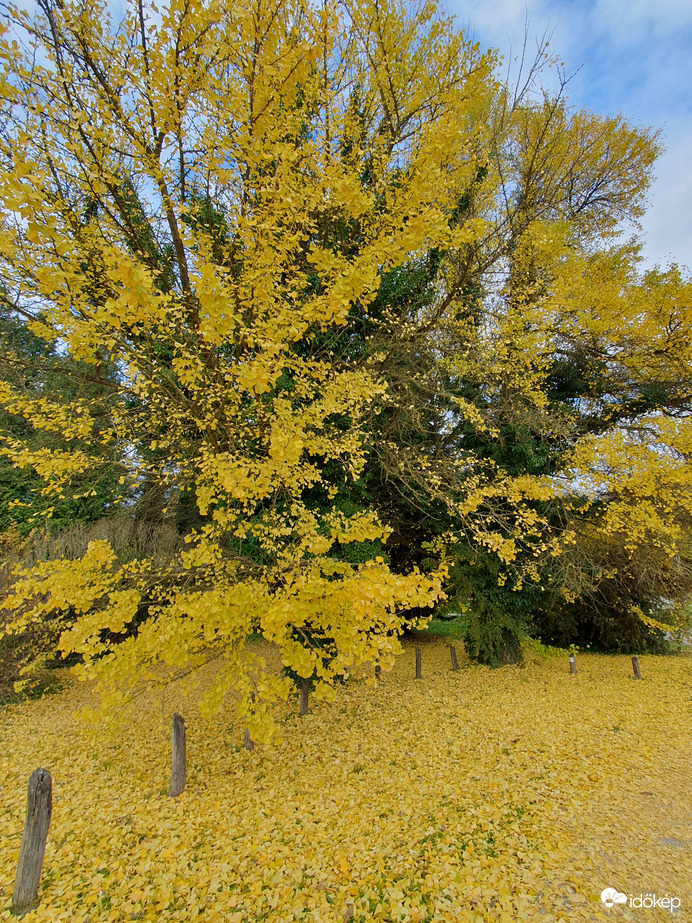 Őszi bilobafák - Bak 11.19