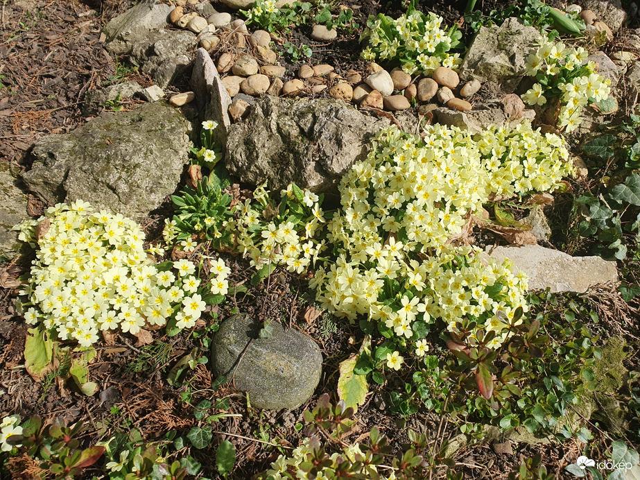 Szártalan kankalin dömping