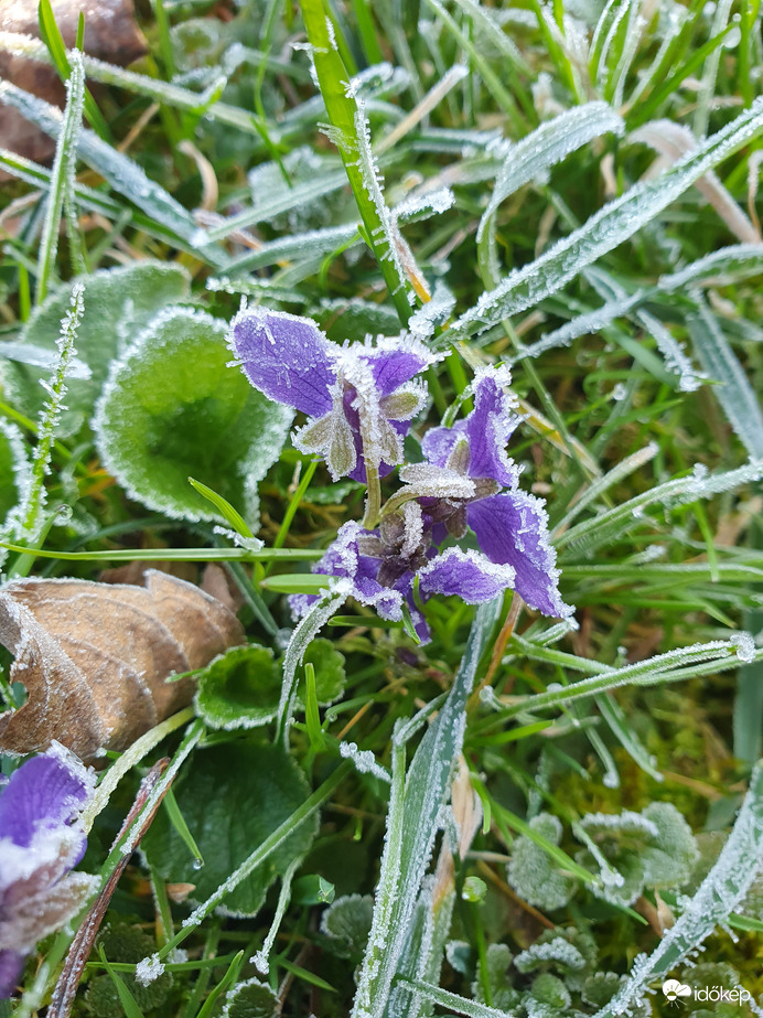 Porcukor jobb lett volna :(