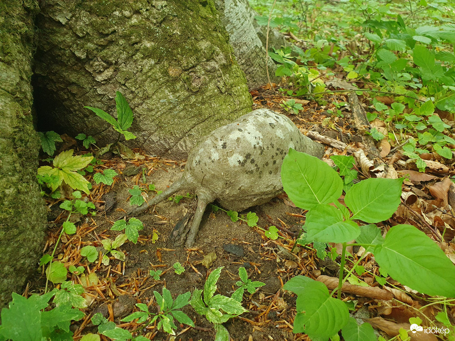 Termŕszet alkotta "facsiga"