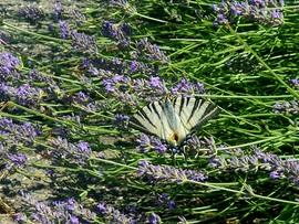 Ebédszünet