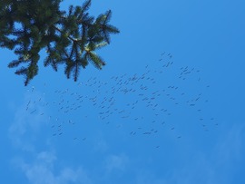 Darvak messze fent Nagylengyel felett...11.01